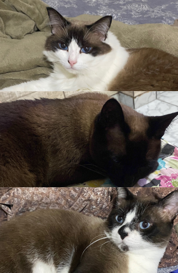 Meus gatos de estimação