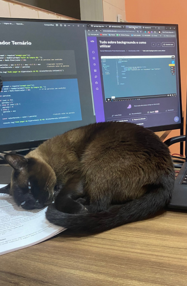 Estudar com meus gatos